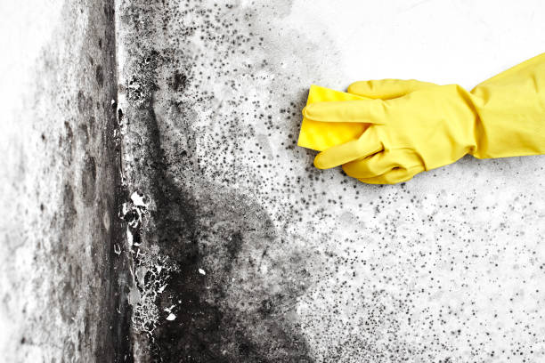 Biohazard Mold Removal in Doffing, TX