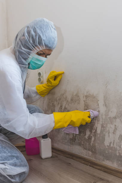 Best Industrial Mold Remediation  in Doffing, TX